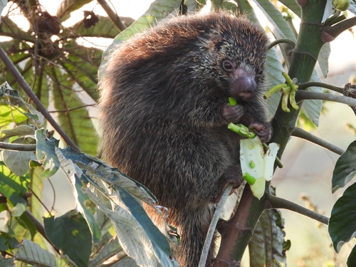 Orange-spined Hairy Dwarf Porcupine