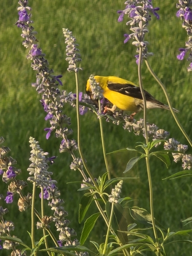 American Goldfinch