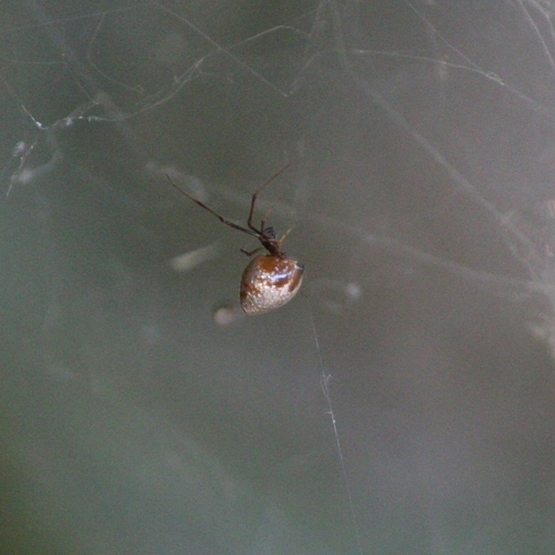 Common Dewdrop Spider