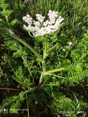 Daucus muricatus