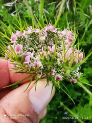 Daucus muricatus