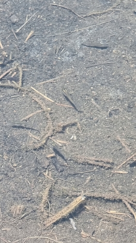 Eastern Mosquitofish