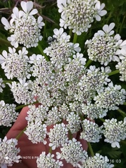 Daucus muricatus