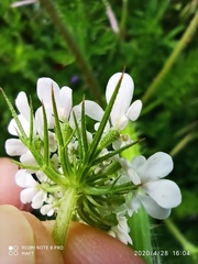 Daucus muricatus