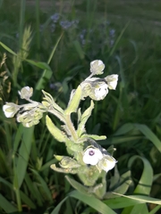 Cynoglossum creticum