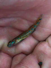 Etheostoma stigmaeum