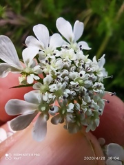 Daucus muricatus