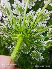Daucus muricatus