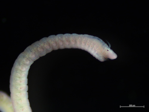 Lysidice unicornis observed 2023-04-02