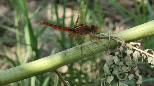 Broad Scarlet