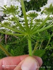 Daucus muricatus