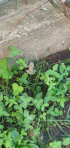 Green Toad