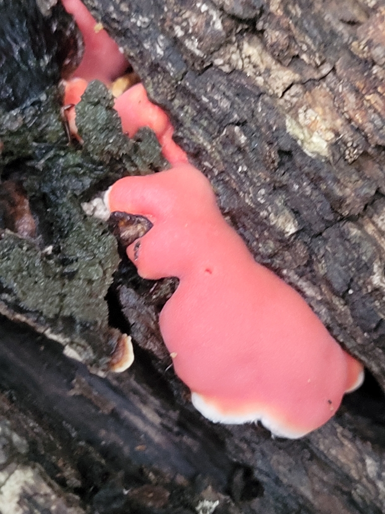 Coral-pink Merulius · August 2026 · photo: Photo: no rights reserved · iNaturalist