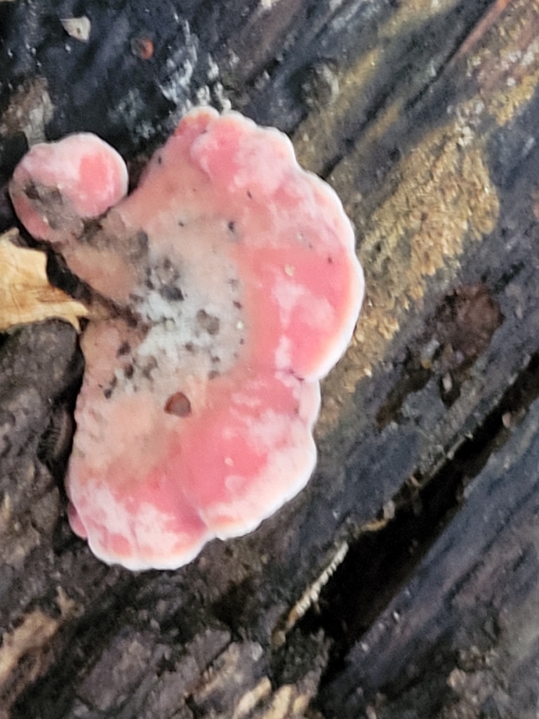 Coral-pink Merulius · August 2026 · photo: Photo: no rights reserved · iNaturalist