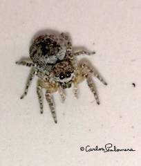 Mexigonus