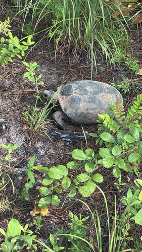 Gopher Tortoise