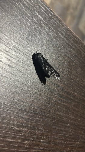 Black Horse Fly