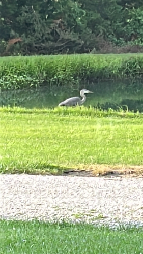 Great Blue Heron