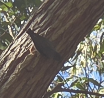 Varied Sittella
