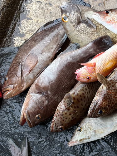 Epinephelus undulosus observed 2026-08-11