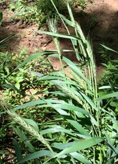 Elymus macgregorii