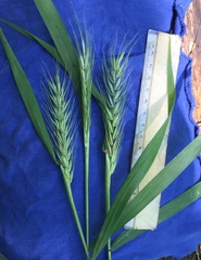 Elymus macgregorii