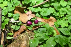 Lobelia nummularia