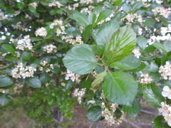 Crataegus tracyi