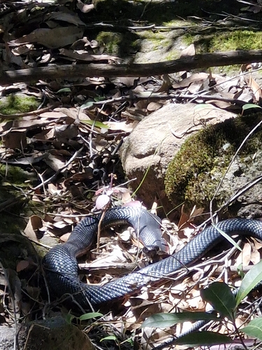 Red-bellied Black Snake