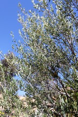 Olea europaea europaea