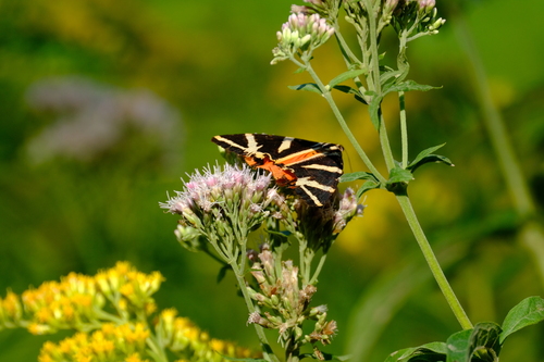 Jersey Tiger