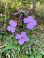 Hesperis matronalis