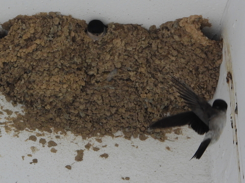 Eastern Red-rumped Swallow