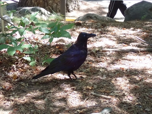 iNaturalist observation photo of Common Raven
