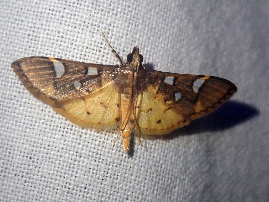Cotachena pubescens (Cotachena pubescens)
