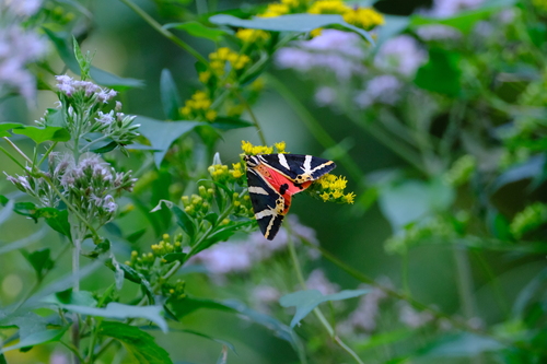 Jersey Tiger