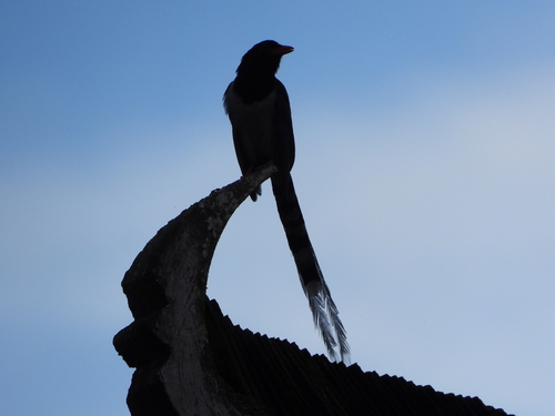 Red-billed Blue-Magpie