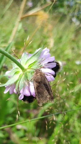 Chersotis cuprea