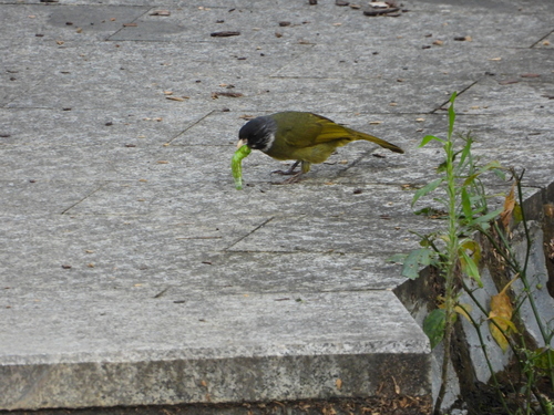 Collared Finchbill