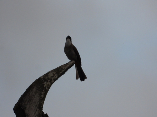 Light-vented Bulbul
