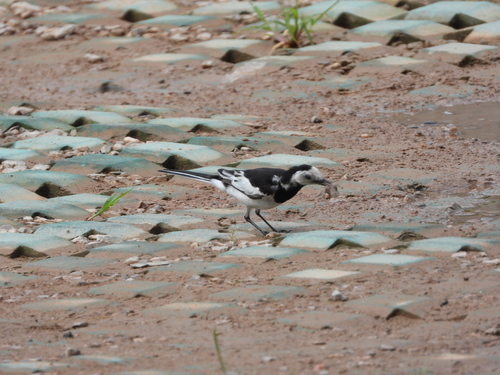 White Wagtail