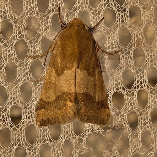 Schinia mortua photo 3