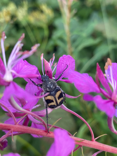 Eurasian Bee Beetle