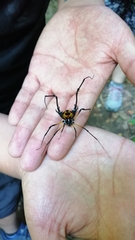 Sadocus polyacanthus
