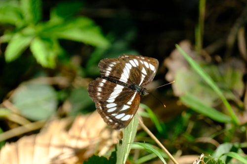 Pallas' Sailer