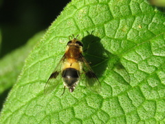 Leucozona lucorum