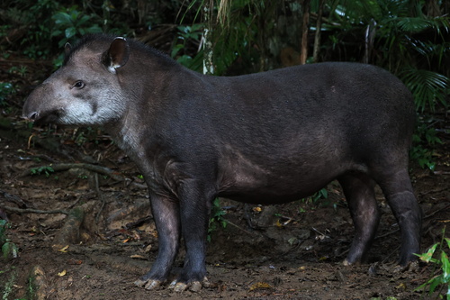 South American Tapir