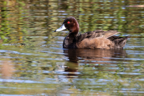 iNaturalist image