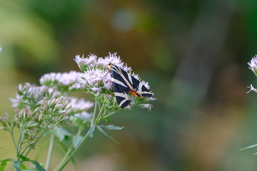 Jersey Tiger