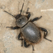 Woolly Darkling Beetle - Photo no rights reserved, uploaded by Jesse Rorabaugh